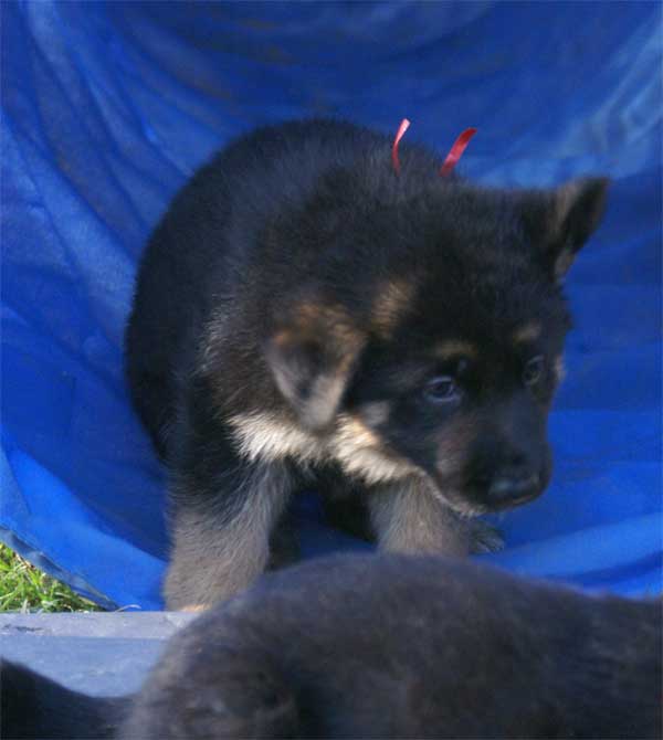 Chiots berger Allemand - German Shepherd