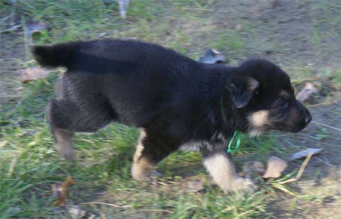 Chiots berger Allemand - German Shepherd