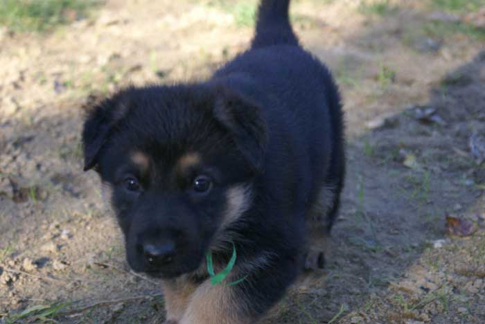 Chiots berger Allemand - German Shepherd