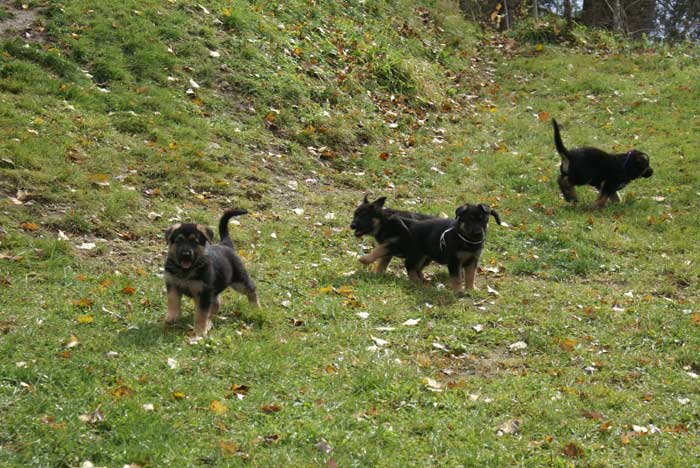 Chiots Berger Allemand - Eleveur de passion de lignées de Champion 