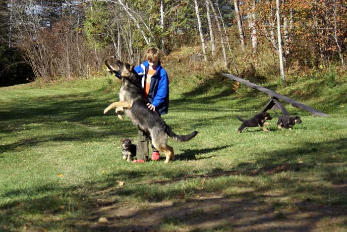 Chiots et la maman berger allemand 16/17 Oct 2010