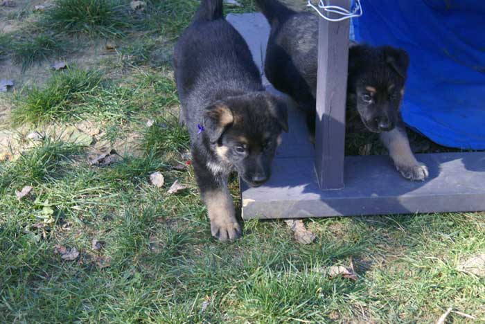 Chiot Mauve berger allemand 11 octobre 2010