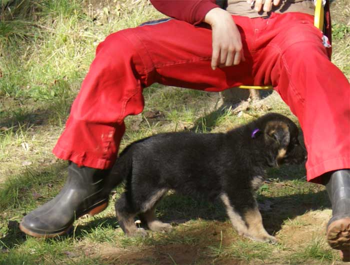 Chiot Mauve berger allemand 11 octobre 2010