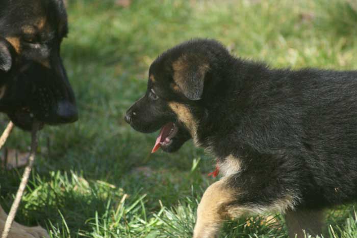 Chiot berger Allemand  Rauge 16 et 17 Octobre 2010