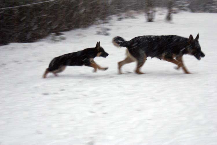 Chiot femelle berger allemand et maman !