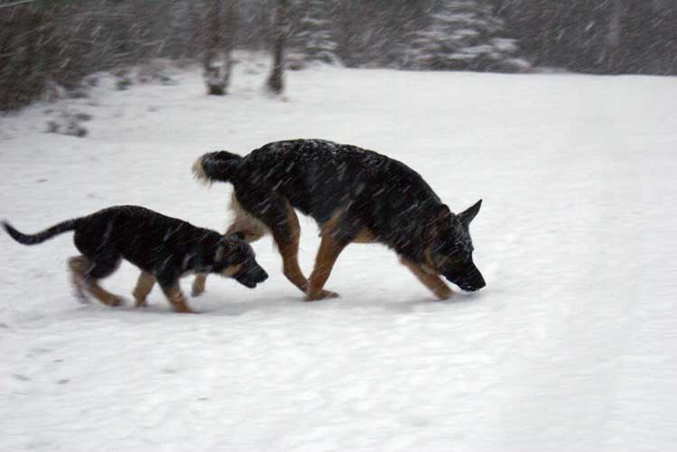 Chiot femelle berger allemand et maman !