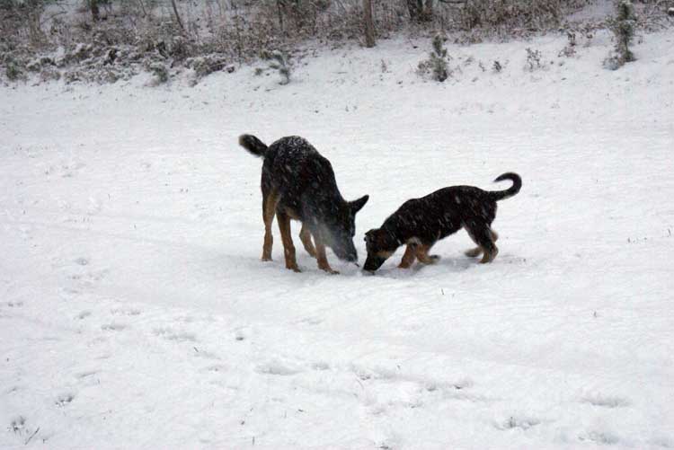 Chiot femelle berger allemand et maman !