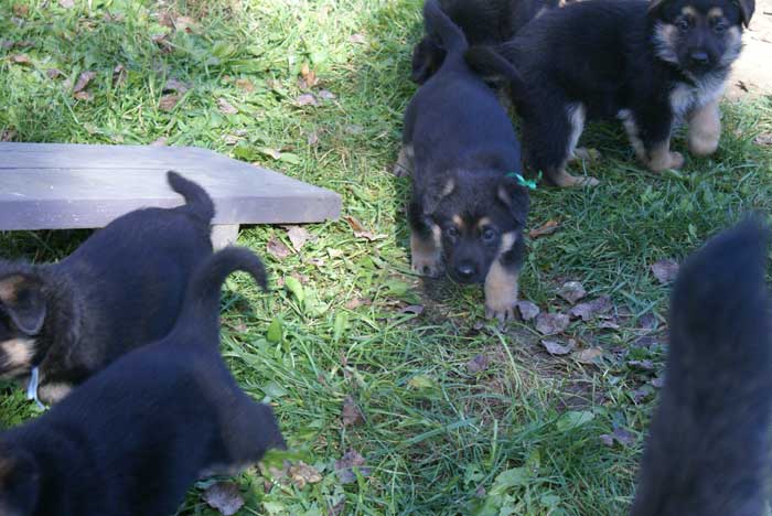 Chiot Vert berger allemand 11 octobre 2010