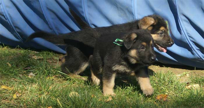 Chiot berger Allemand  Vert 16 et 17 Octobre 2010