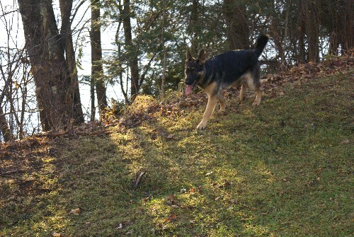 Lady - Berger Allemand Pure Race de grande lignee