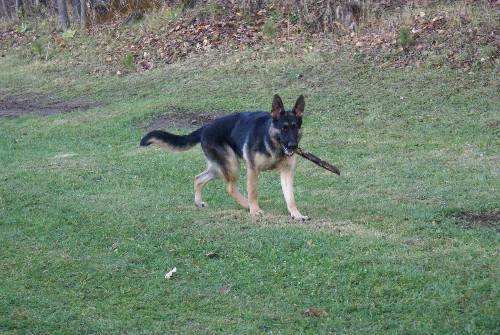 Lady - Berger Allemand Pure Race de grande lignee