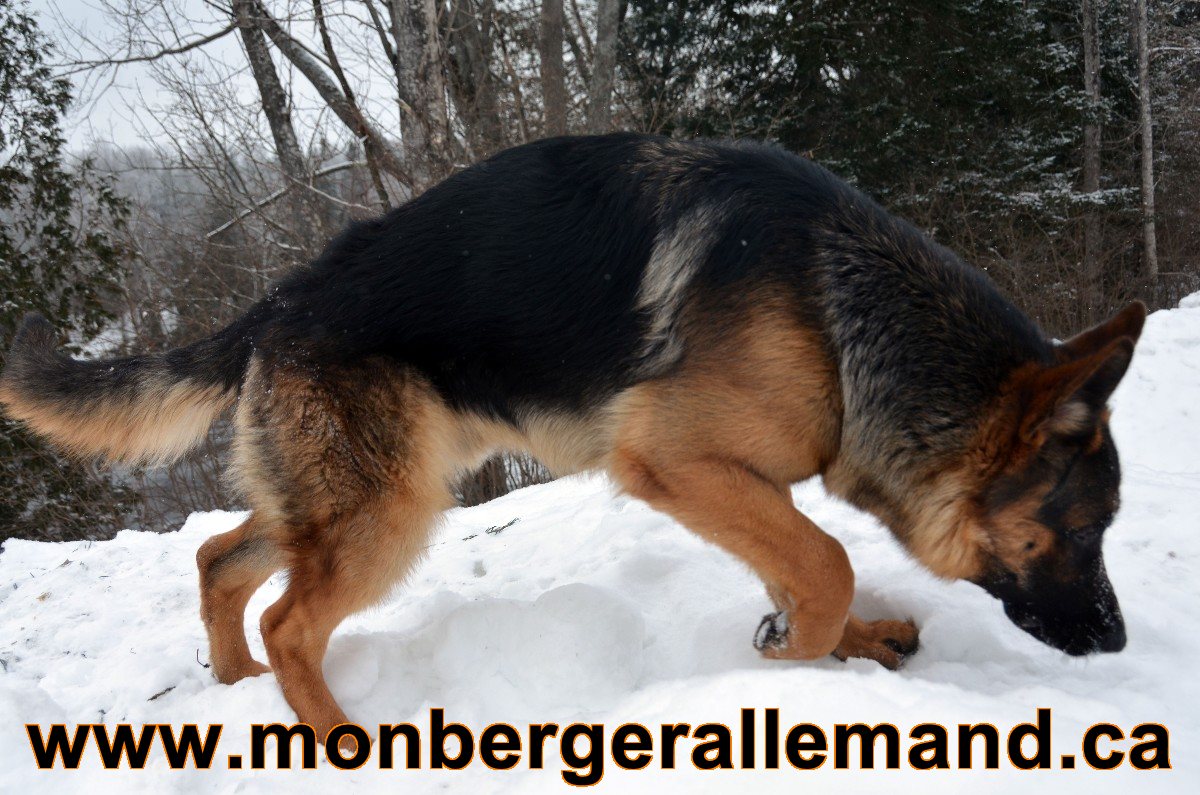 Baru Berger allemand Male - Hivers 2012