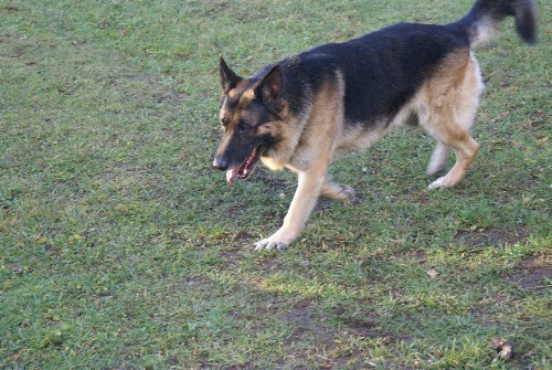 Capone Von D'andico Berger Allemand Pure race De lignee