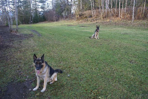 Capone Von D'andico Berger Allemand Pure race De lignee