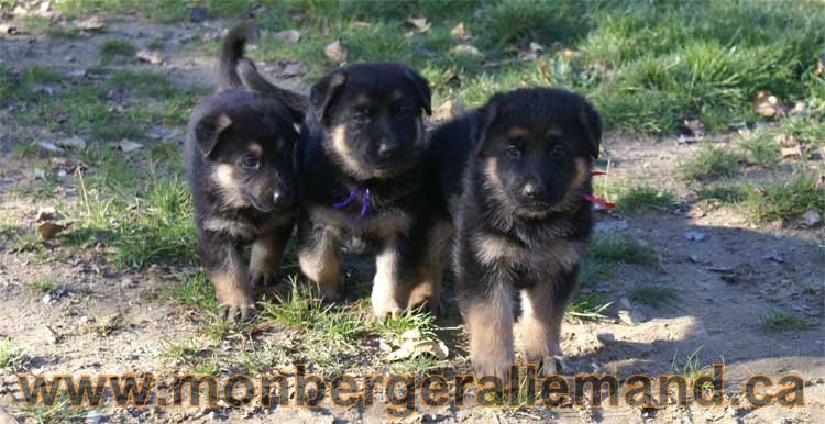 Chiots berger allemand portee septembre 2010