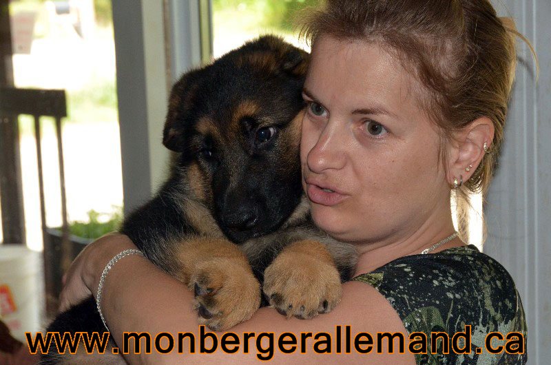 Chiots berger allemand a Lady - 8 semaines de vie.