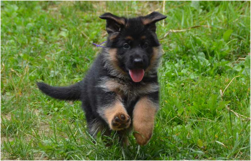 Chiot berger allemand a Lady 4 juillet 2012