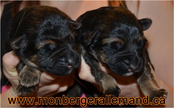 Chiots berger allemand male né 2 decembre