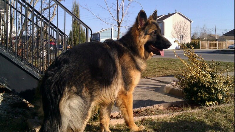 Yogi - Berger allemand de Roxy et Vidal