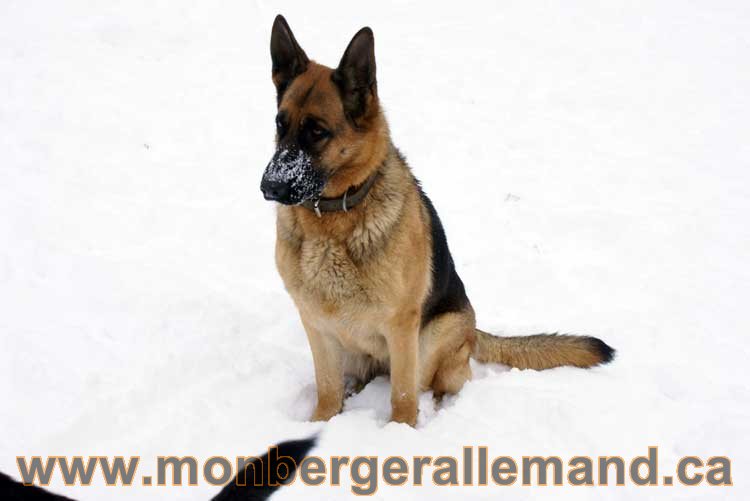 Nos Berger Allemand - 27 Novembre 2010 Première neige !