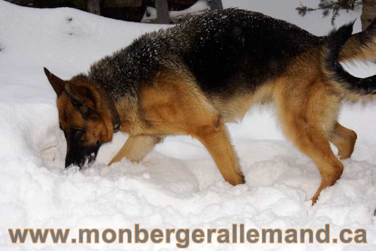 Kenya - Les chiens dans la neige - Nos Berger allemand - Quebec montreal gatineau ottawa german Shepherd