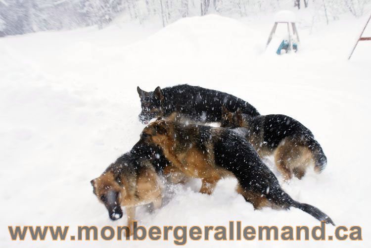 Nos Berger allemand - Mars 2011 Grosse tempete de neige