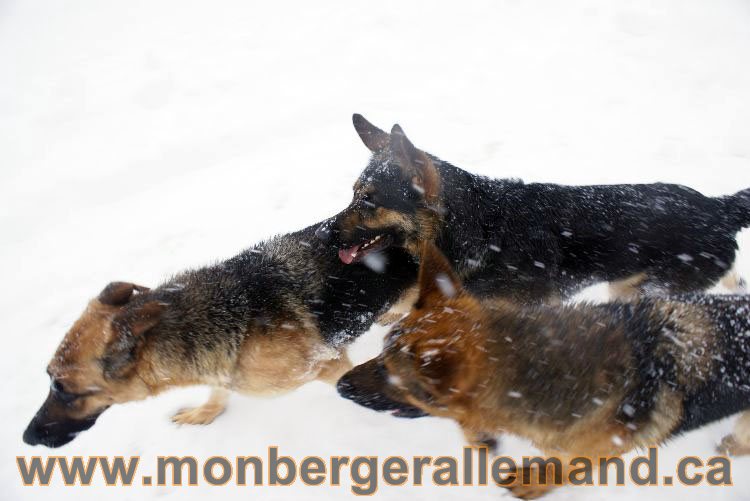 Nos Berger allemand - Mars 2011 Grosse tempete de neige