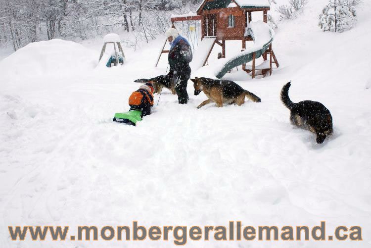 Nos Berger allemand - Mars 2011 Grosse tempete de neige