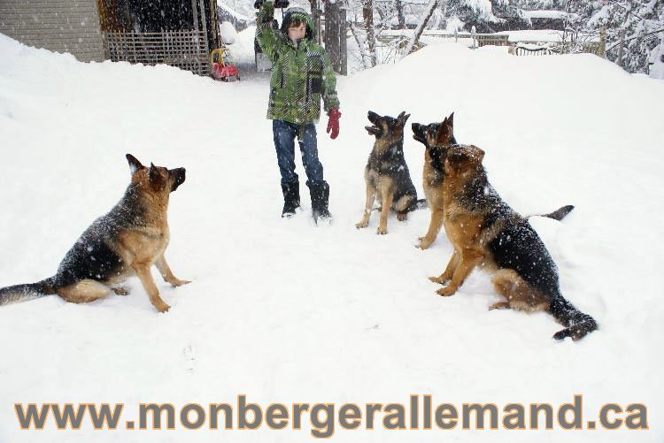 Nos Berger allemand - Mars 2011 Grosse tempete de neige