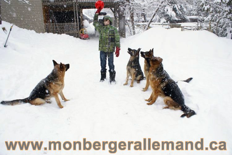 Nos Berger allemand - Mars 2011 Grosse tempete de neige