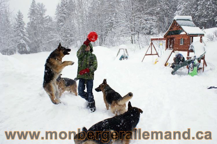 Nos Berger allemand - Mars 2011 Grosse tempete de neige