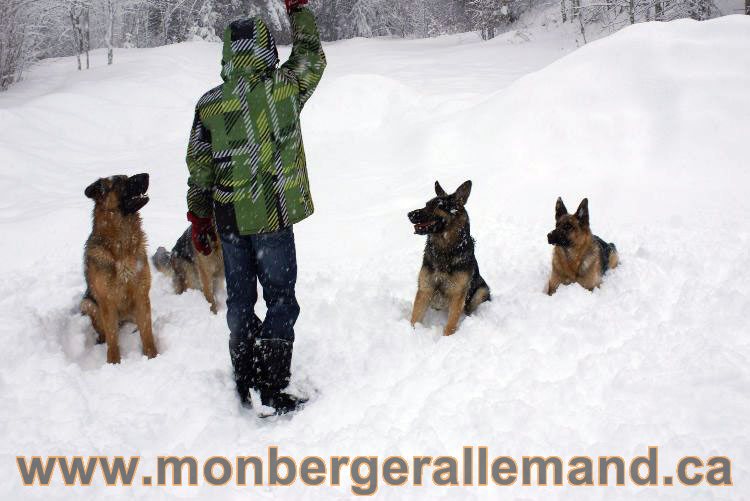 Nos Berger allemand - Mars 2011 Grosse tempete de neige