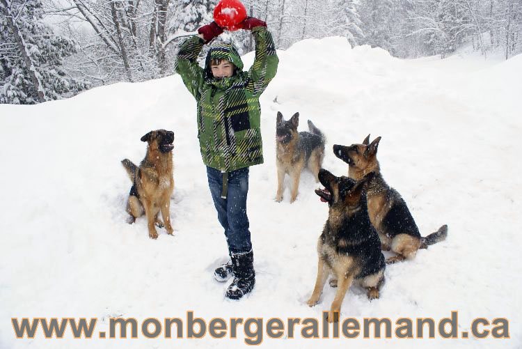 Nos Berger allemand - Mars 2011 Grosse tempete de neige