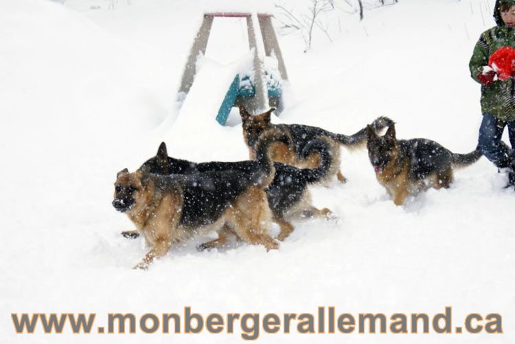 Nos Berger allemand - Mars 2011 Grosse tempete de neige