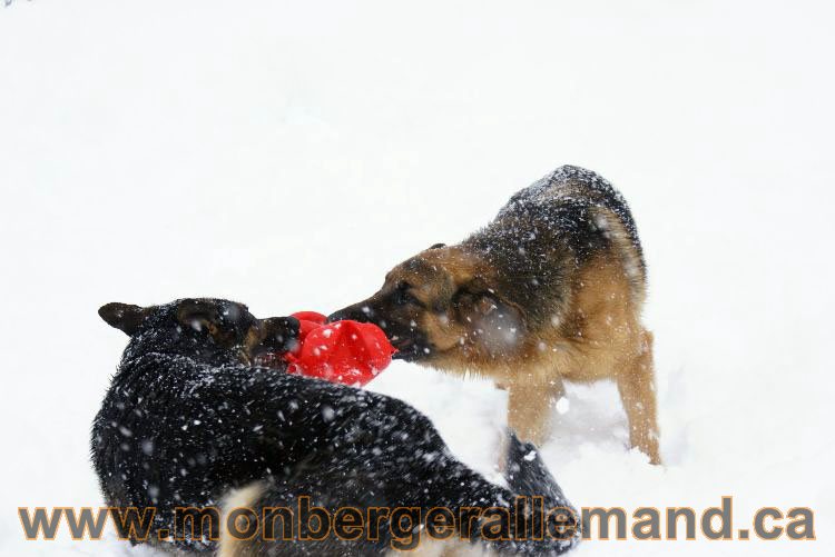 Nos Berger allemand - Mars 2011 Grosse tempete de neige