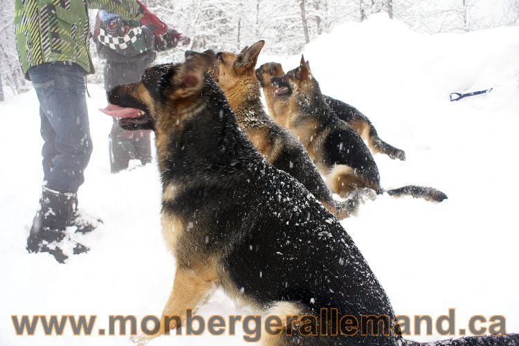 Nos Berger allemand - Mars 2011 Grosse tempete de neige