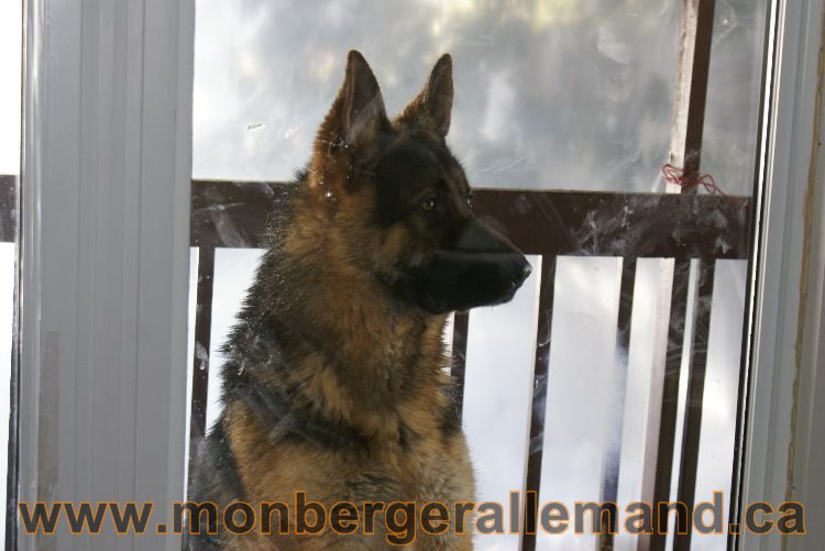 Nos berger allemand Mars 2011