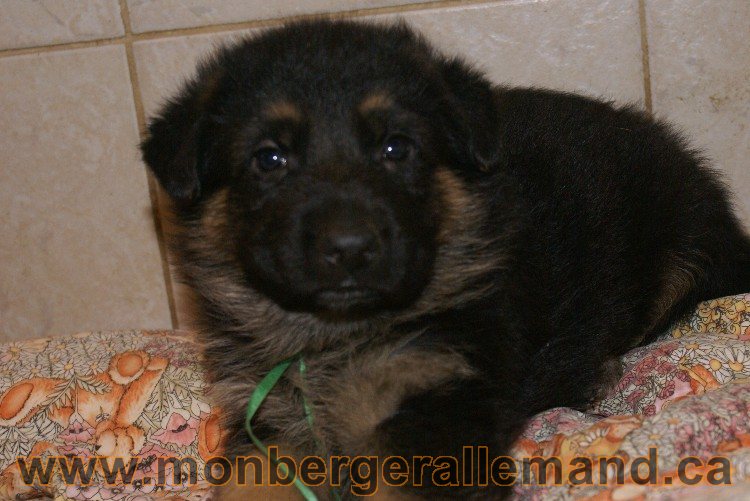 Chiots berger allemand - Lady 4 Juin 2011