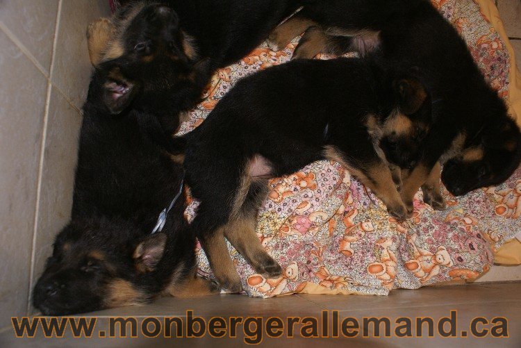 Chiots berger allemand - Lady 4 Juin 2011