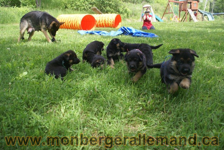 Chiots berger allemand - Lady 4 Juin 2011