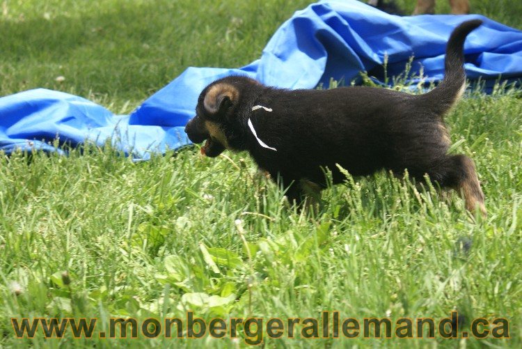 Chiots berger allemand - Lady 4 Juin 2011