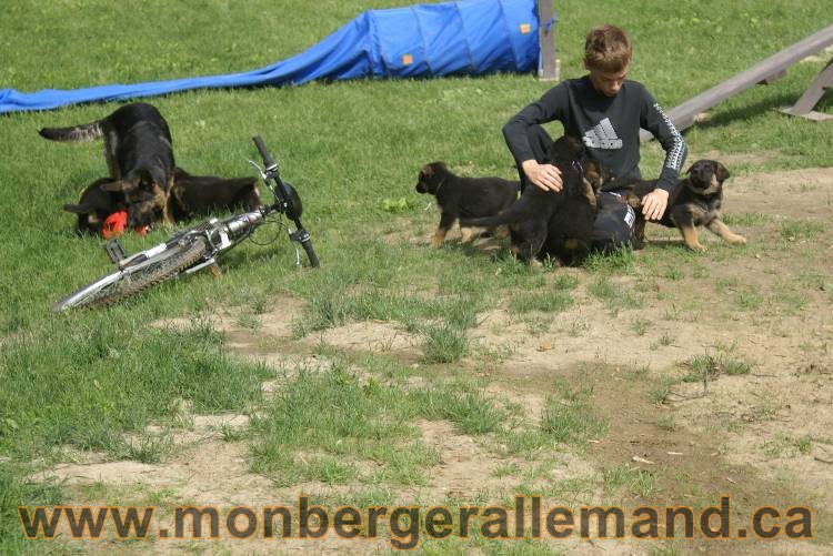 Lady - Chiots berger allemand a Lady