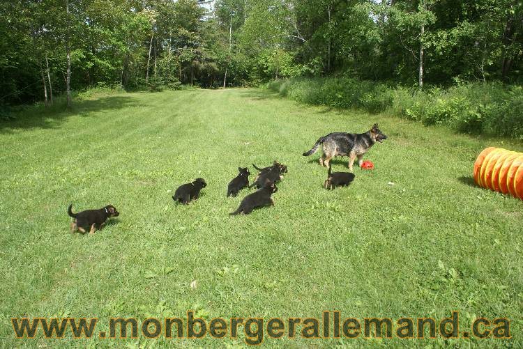 Lady - Chiots berger allemand a Lady