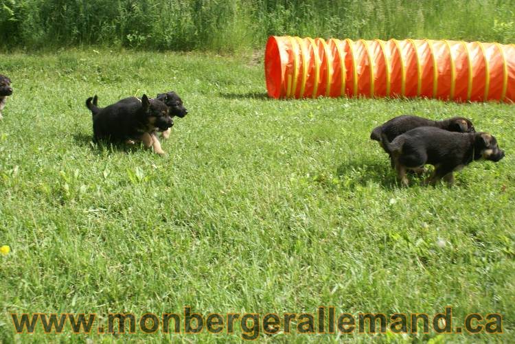 Lady - Chiots berger allemand a Lady