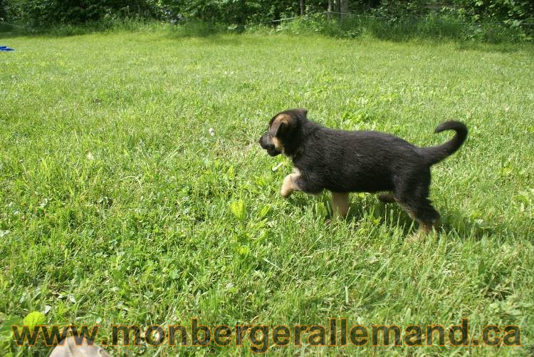 Lady - Chiots berger allemand a Lady