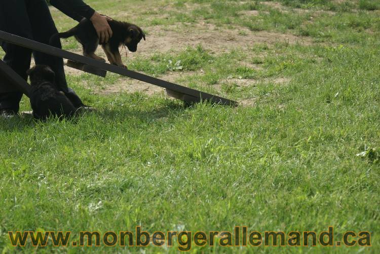 Lady - Chiots berger allemand a Lady