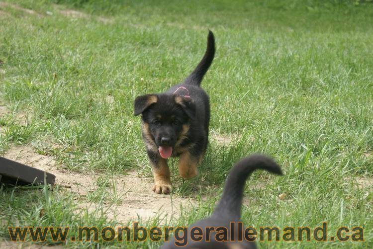 Lady - Chiots berger allemand a Lady