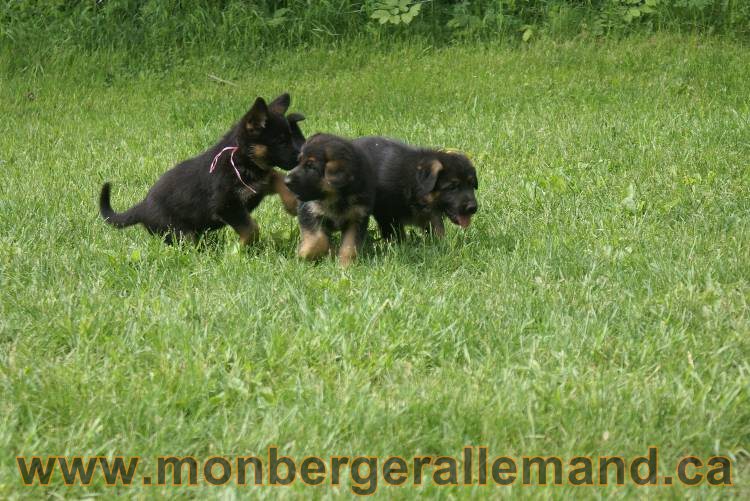 Lady - Chiots berger allemand a Lady