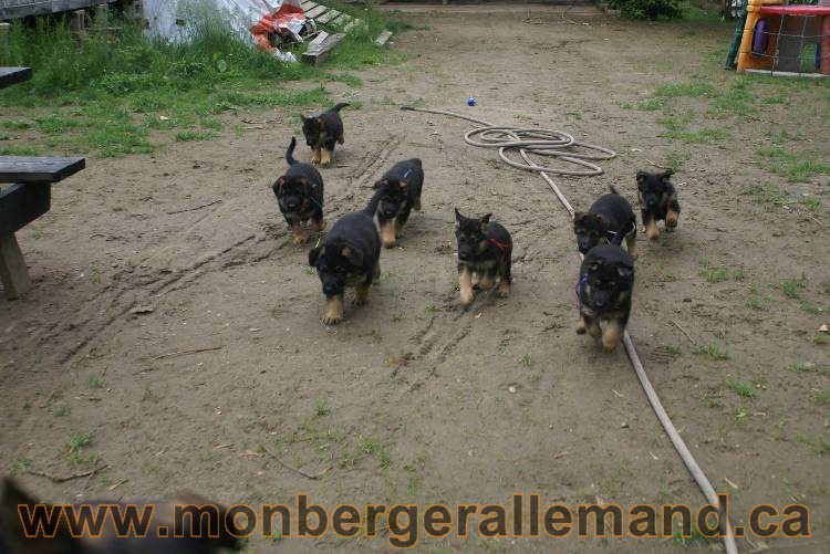 Chiots Lady 13 juin 2011 - Berger Allemand de grande lignée