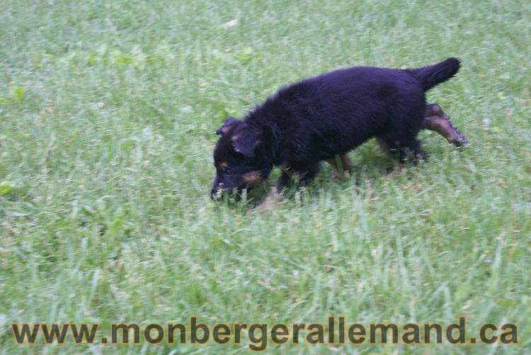 Chiots Lady 13 juin 2011 - Berger Allemand de grande lignée